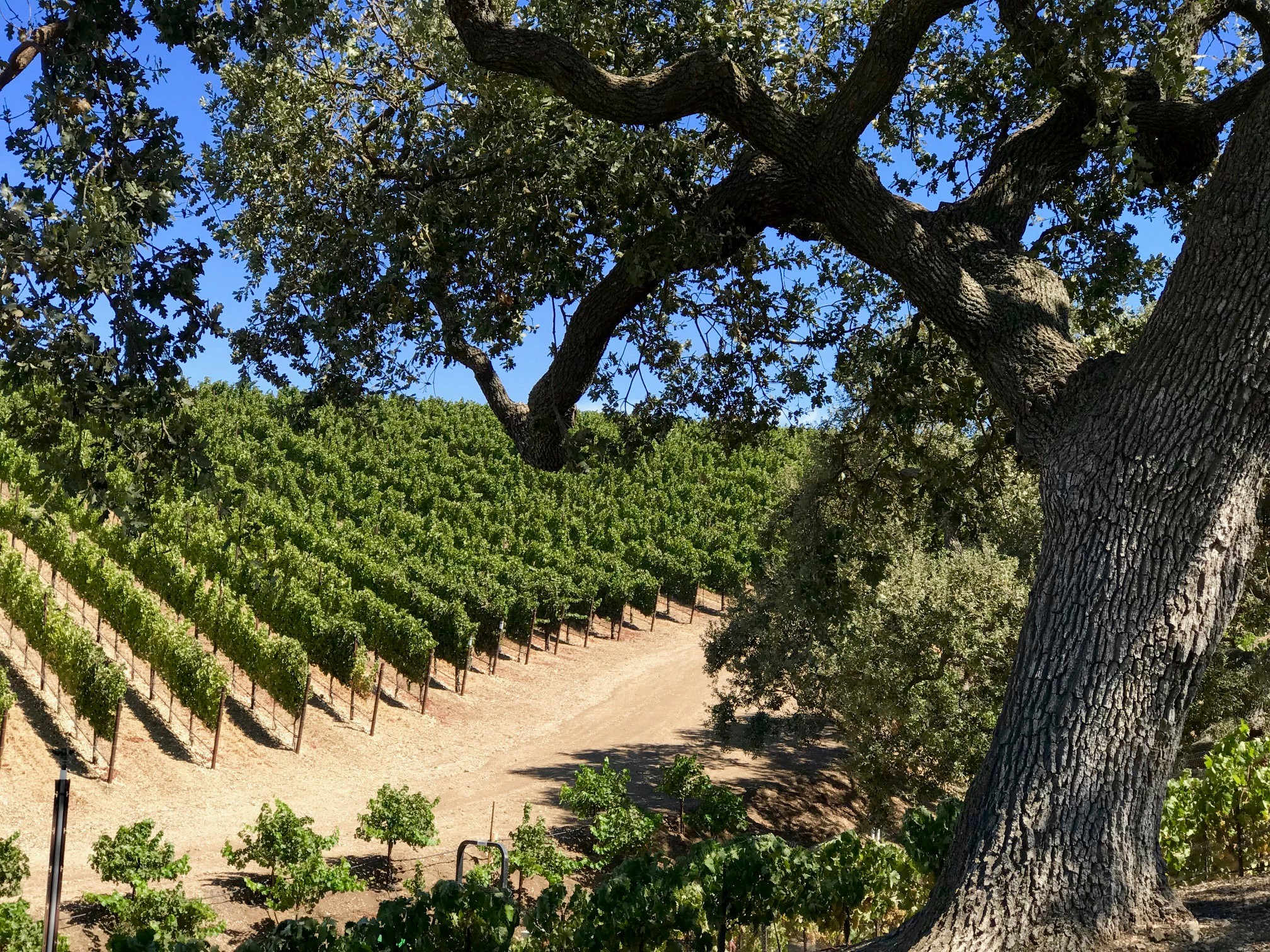 Sanger Wines Vineyard