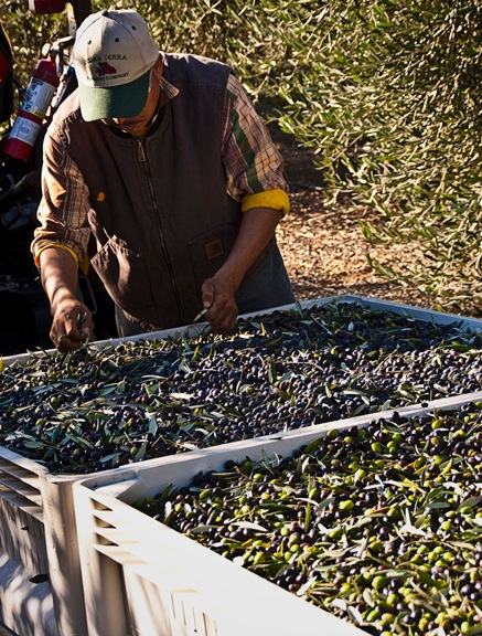 Oliver Harvest at Sanger Wines