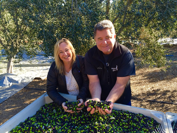 Harvesting Olives at Sanger Wines